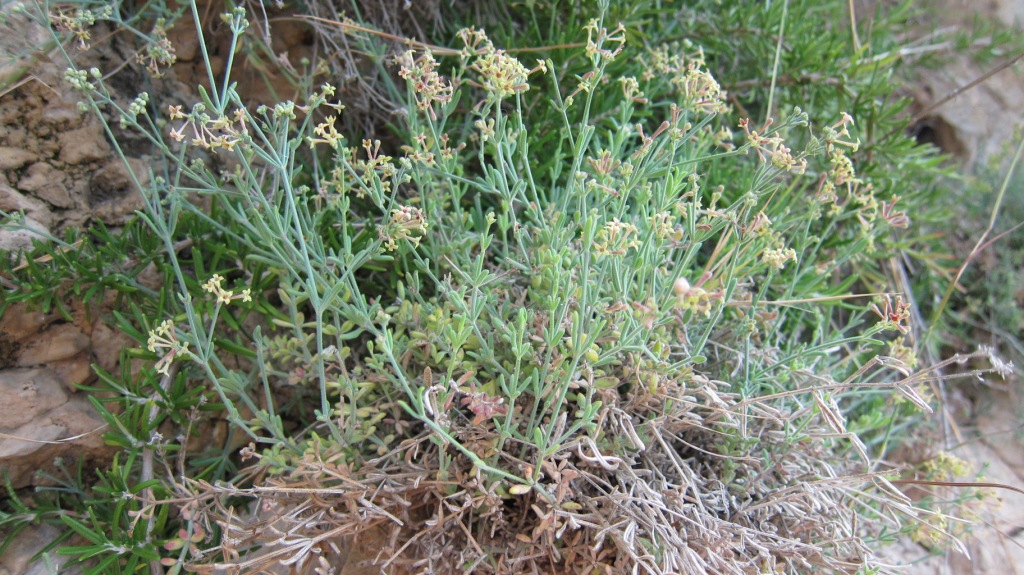 Asperula crassifolia / Stellina di Capri